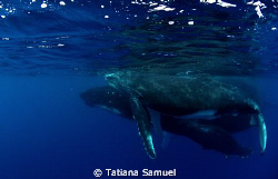 Vava'u Group - Tonga 
Mum and calf aving a swim by Tatiana Samuel 